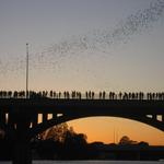 Congress Bridge Bats