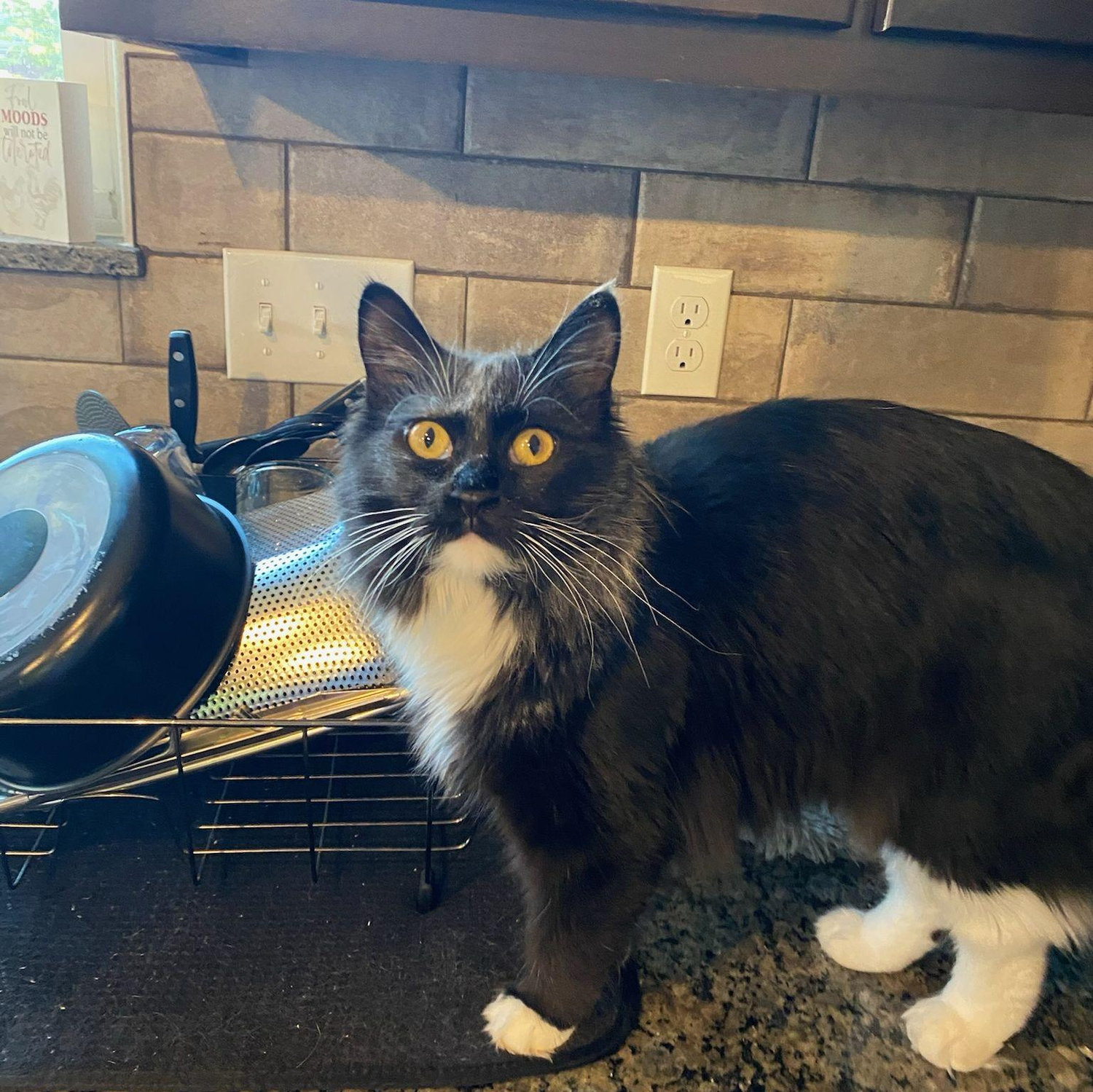 The princess, Athena, who is the most spoiled in the house since she is Peyton's little girl.