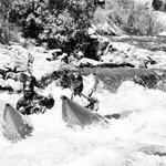 River Runners Browns Canyon