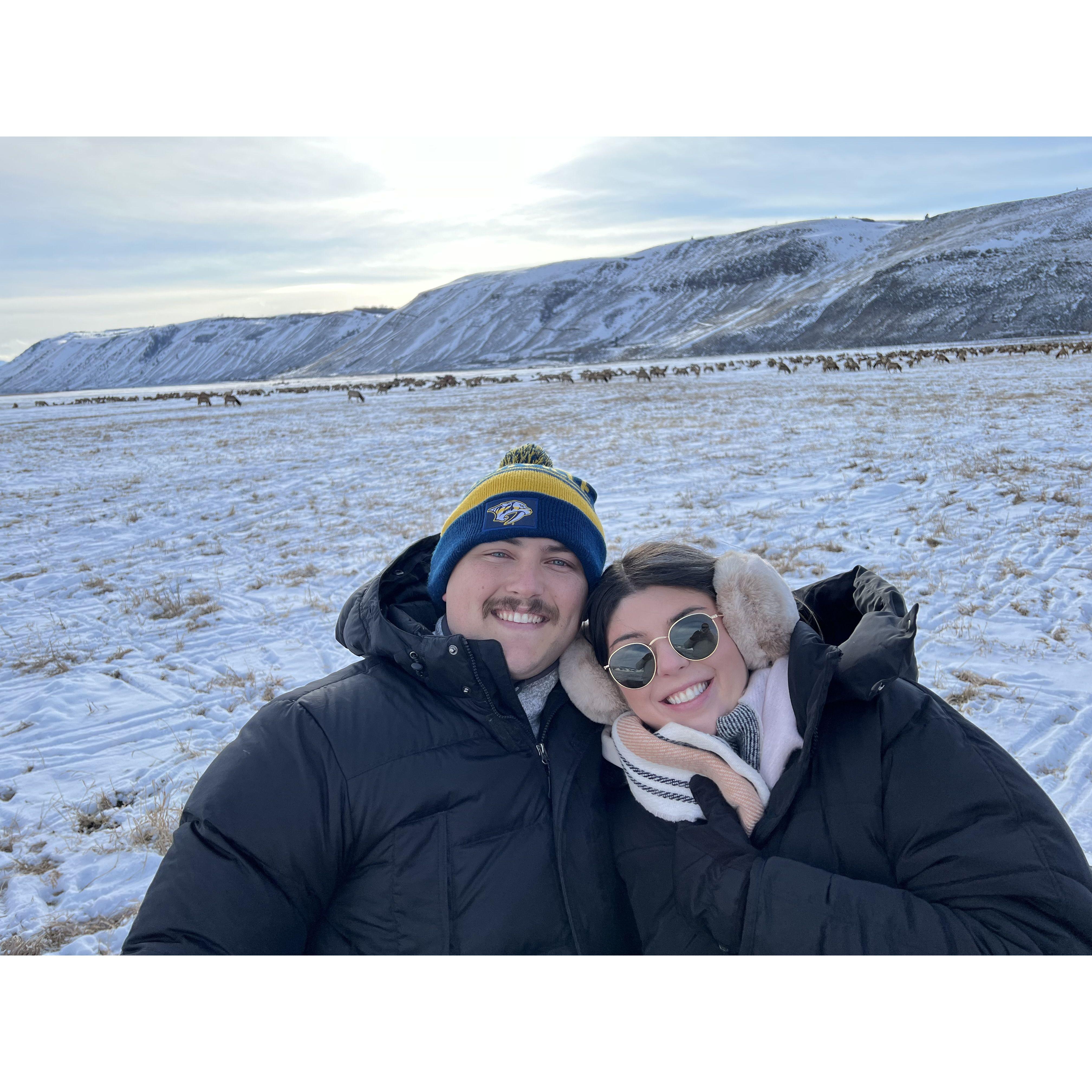 Elk tour in Jackson Hole, WY 2022