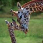 Brevard Zoo
