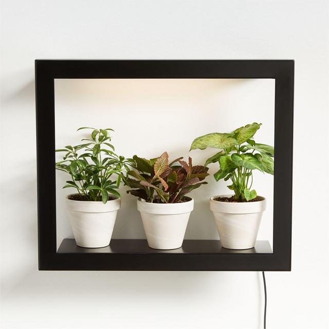 Modern Sprout Grow Frame