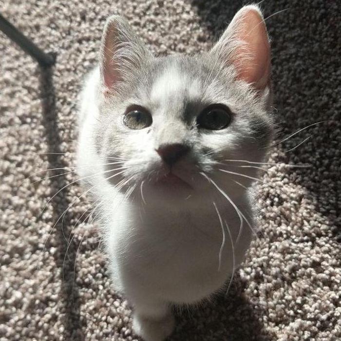 Kitten years