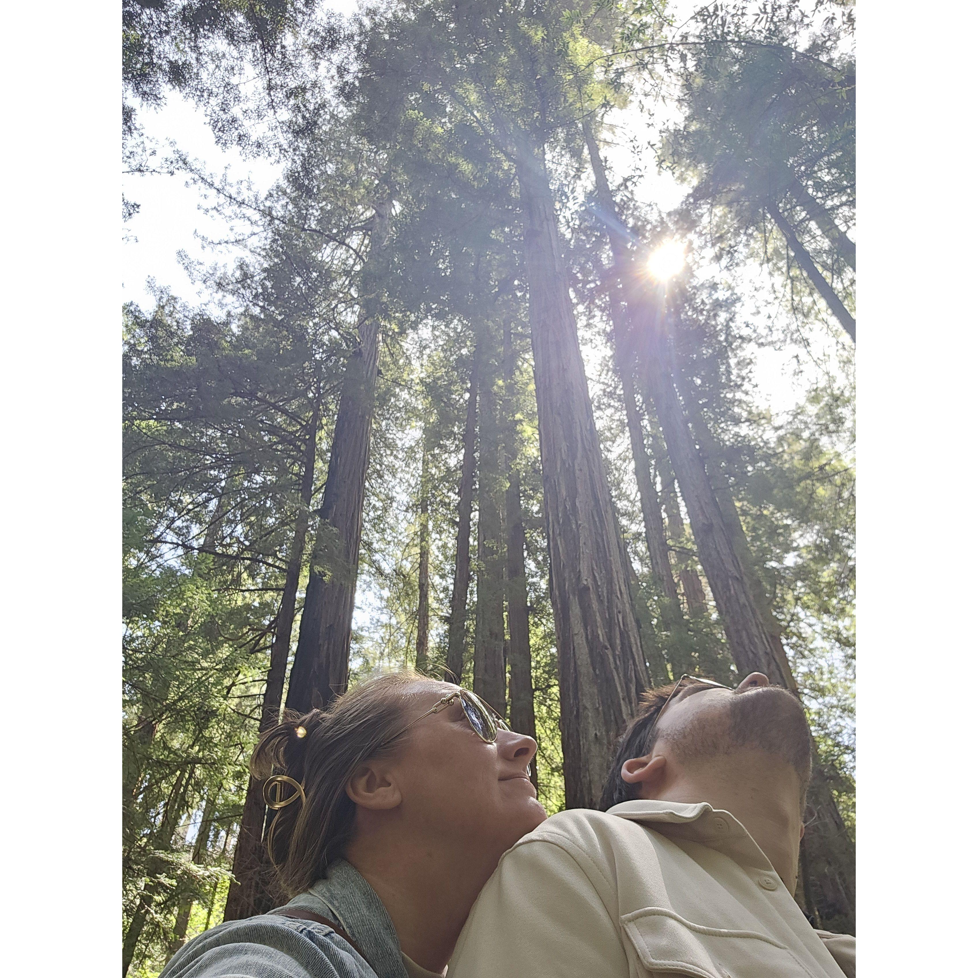 Armstrong Redwood State Park, CA