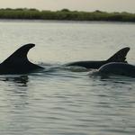 Coastal Expeditions on Shem Creek--Kayak & Paddleboard Rentals