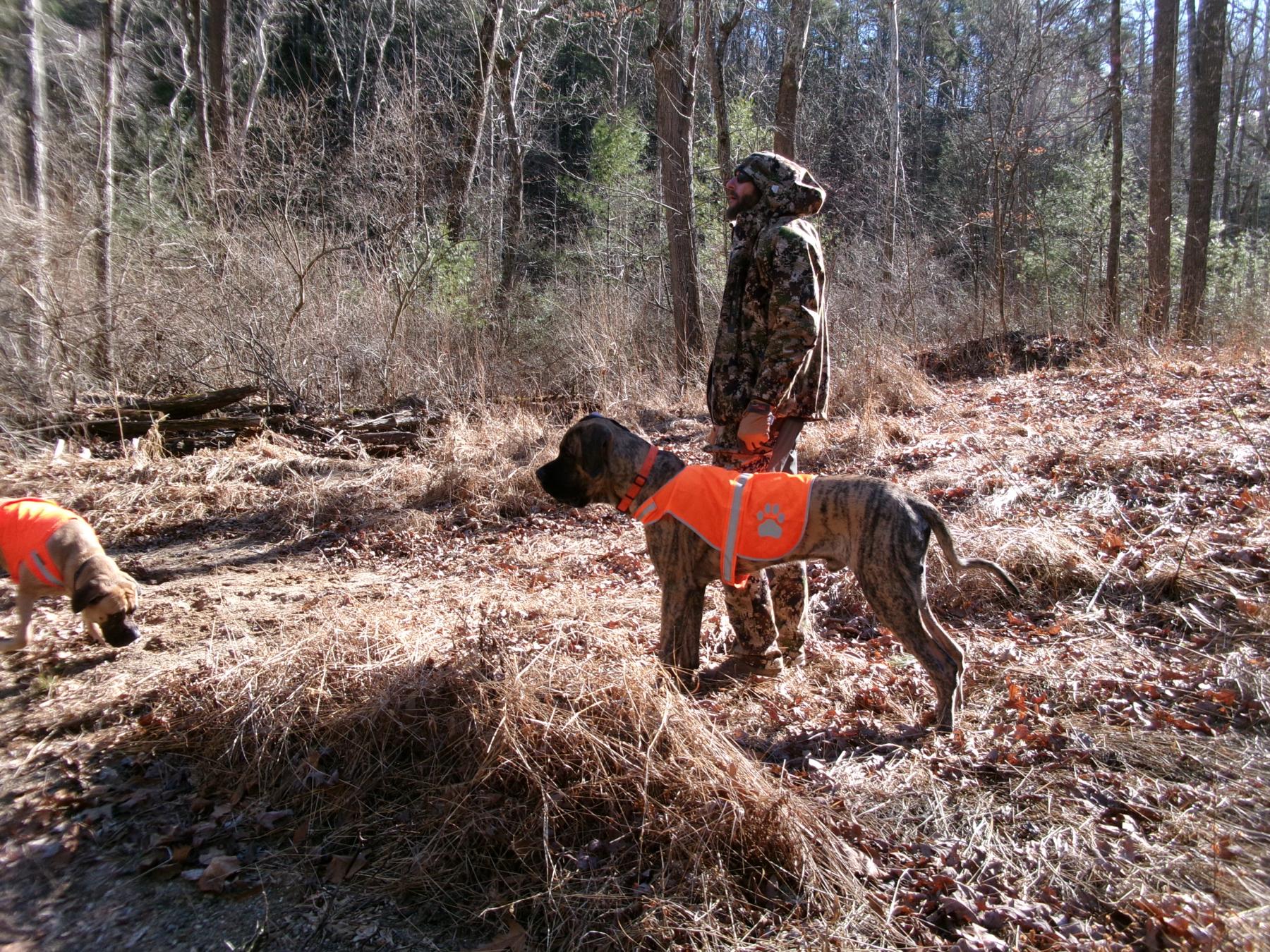 Monty’s first time off leash hiking