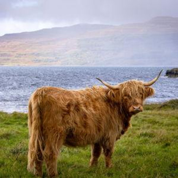 Scotland Honeymoon Fund