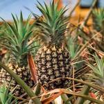 Maui Pineapple Tour