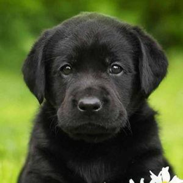 Elise's Next Working Dog
