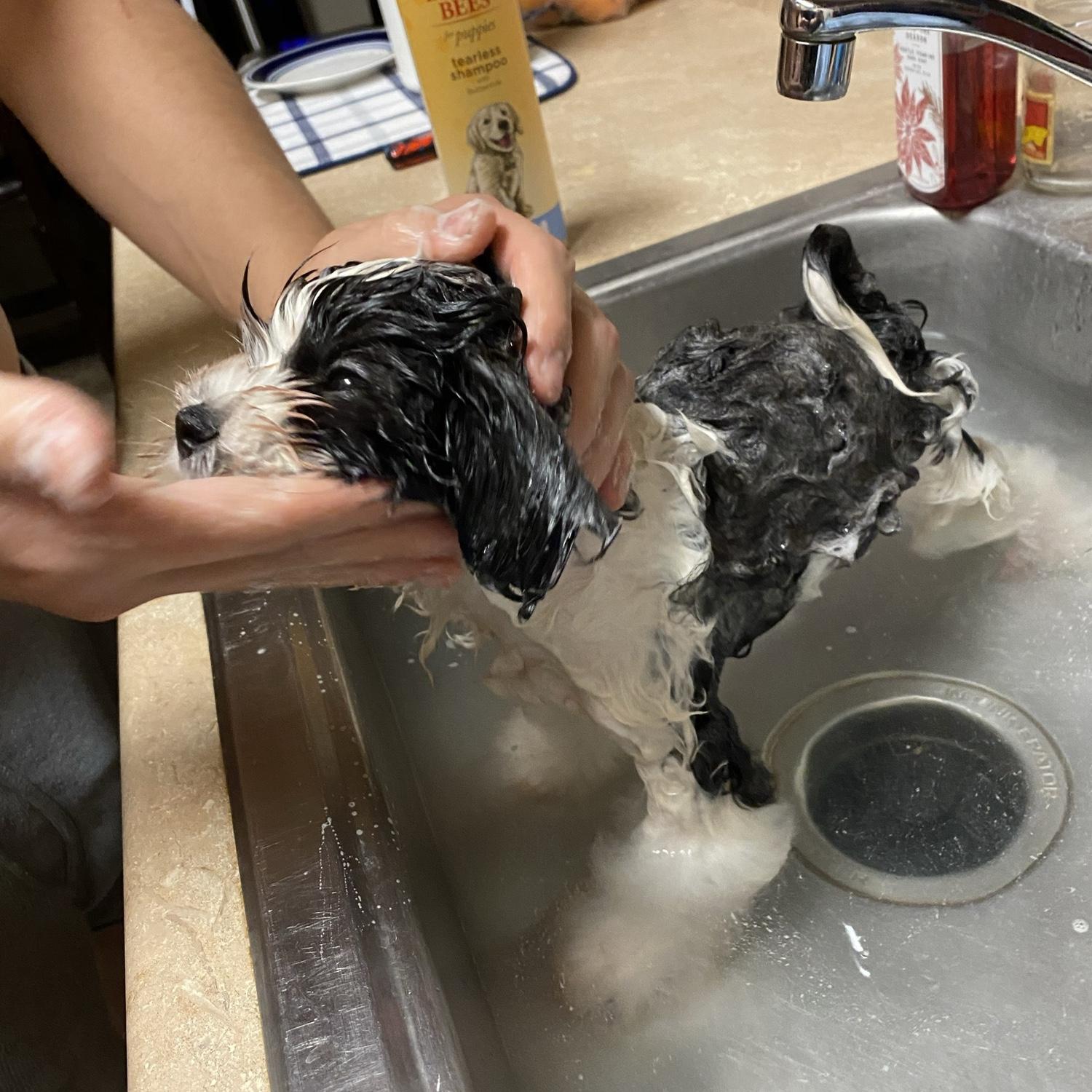 Baby’s first bath
January 16th, 2021