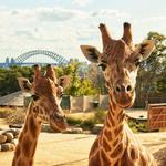 Taronga Zoo