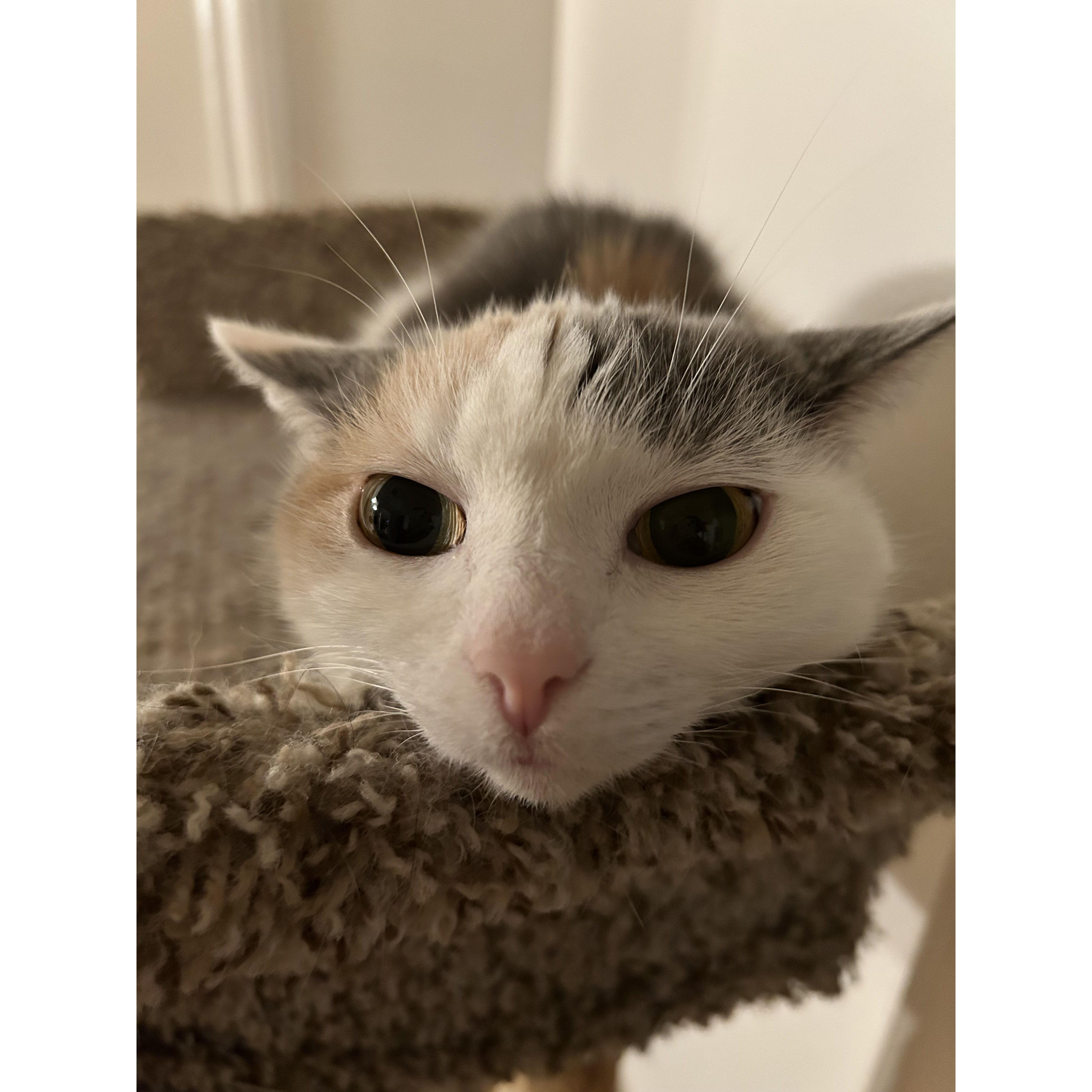 Snickers