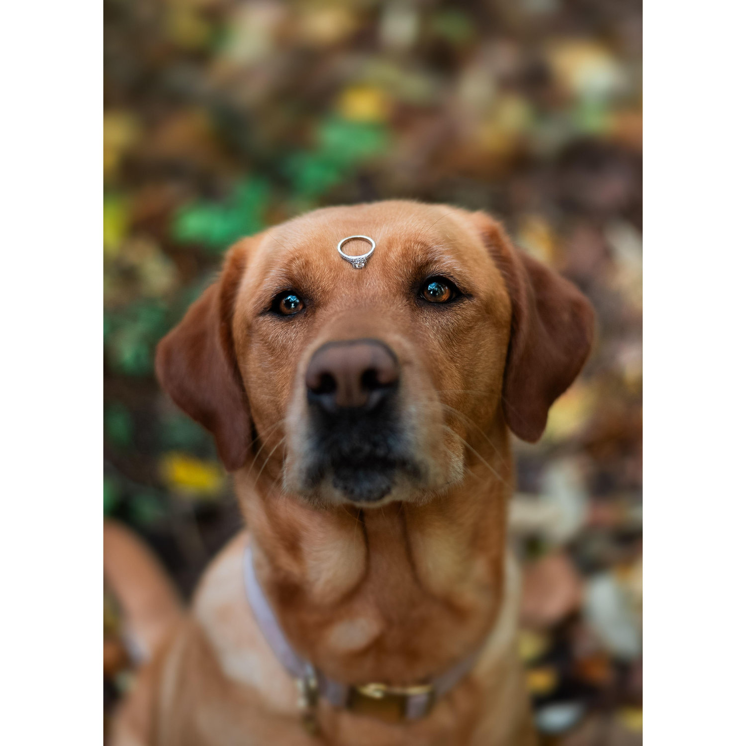 Dog of Honour - "Georgia"