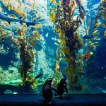 Birch Aquarium
