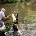 Cajun Pride Swamp Tours