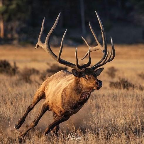 At home meat processing supplies