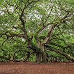 Angel Oak Tree