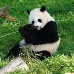 Smithsonian National Zoo
