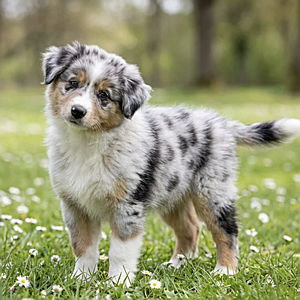 Puppy fund