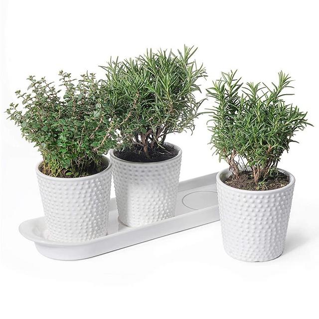 White Ceramic Herb Planter Pots - POTEY 056401 3.8 Inch Modern Vintage-Style Hobnail Textured Planters with Drainage Hole for Indoor Plants Succulent, 3 Pots & 1 Saucer (Plants Not Included)
