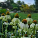 Hosta Garden