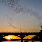 Sunset Bat Watching on Congress Bridge