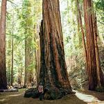 Montgomery Woods State Natural Reserve