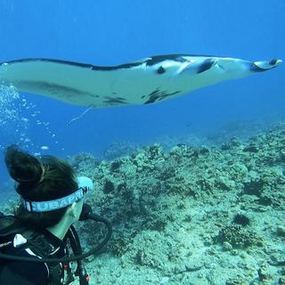 Scuba Dive with Manta Rays for 2 - Kailua Kona, HI