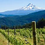 Visit Oregon’s Wine Country