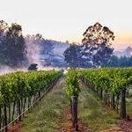 Millbrook Vineyards