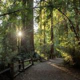 Henry Cowell Redwoods State Park