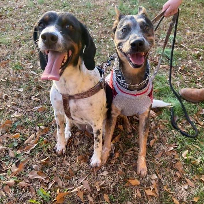 2 of our fur babies: Sadie & Gunner