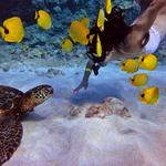 Malolo Molokini Snorkeling Tours