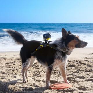 Action Cam with Wi-Fi- Pet Bundle