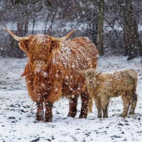 Scotland Fun & More