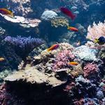 Aquariums of Atlanta