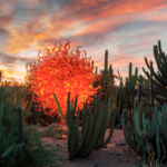 Desert Botanical Garden