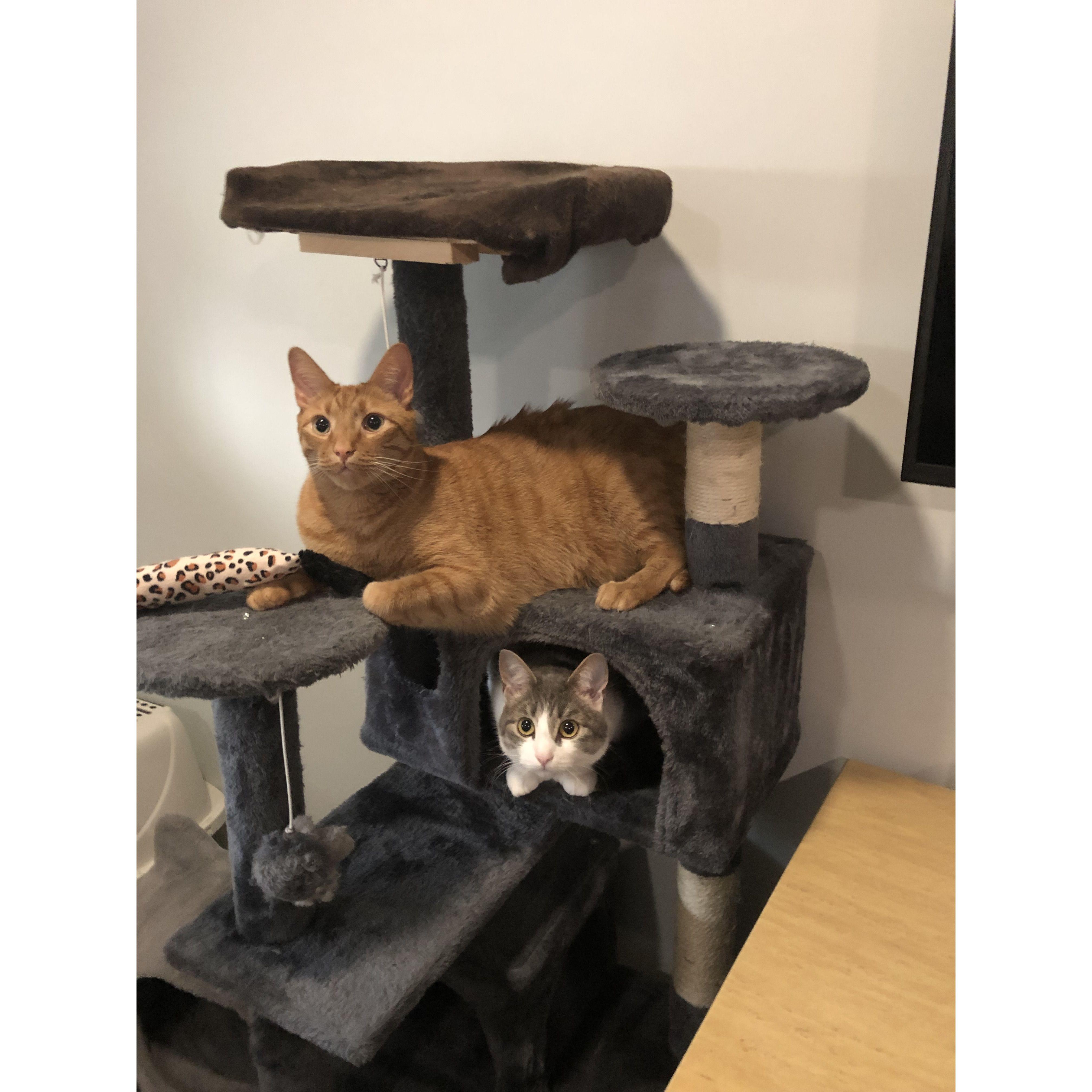 Our fur babies, Felix (orange) & Bella (black and gray)