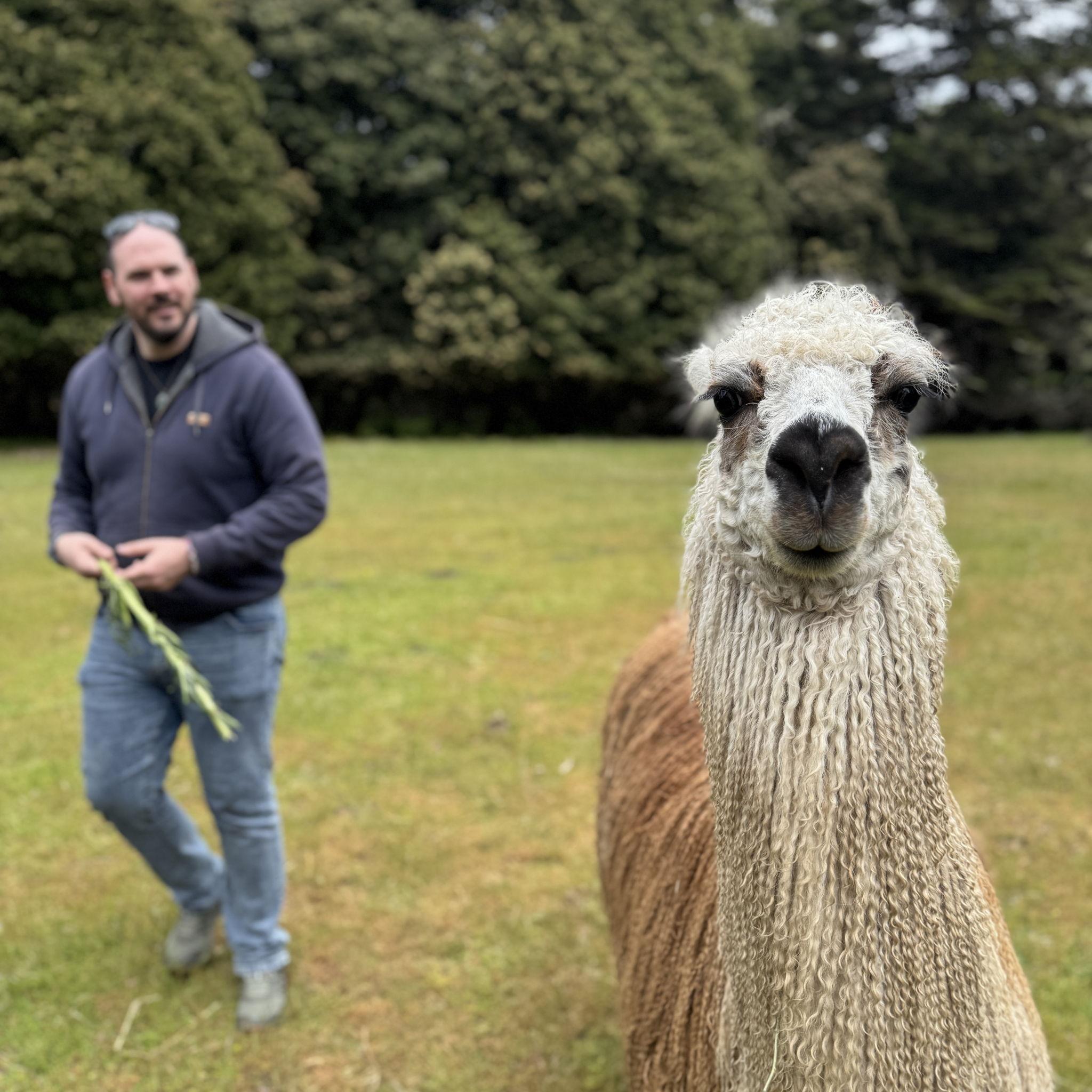 Moments before this llama sprayed spit all over Stephen