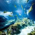 Shedd Aquarium