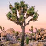 Joshua Tree National Park