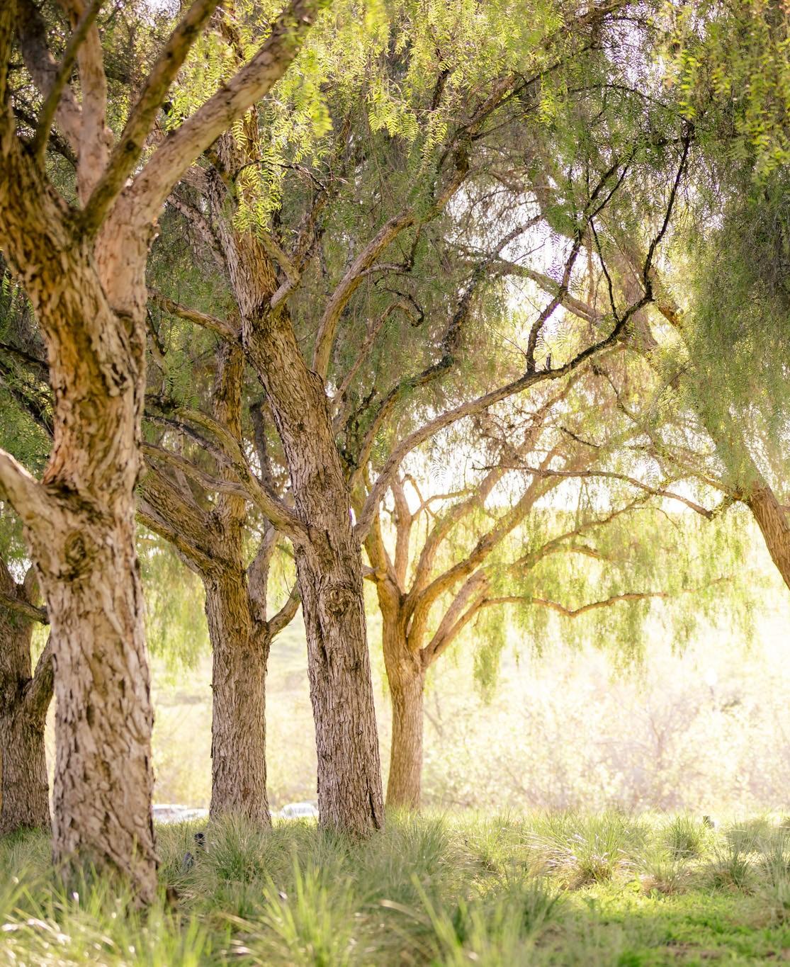The Wedding Website of Lizzie Ocampo and Max Hewett