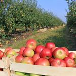 Riley's Farm