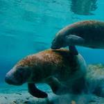 Mote Marine Laboratory & Aquarium