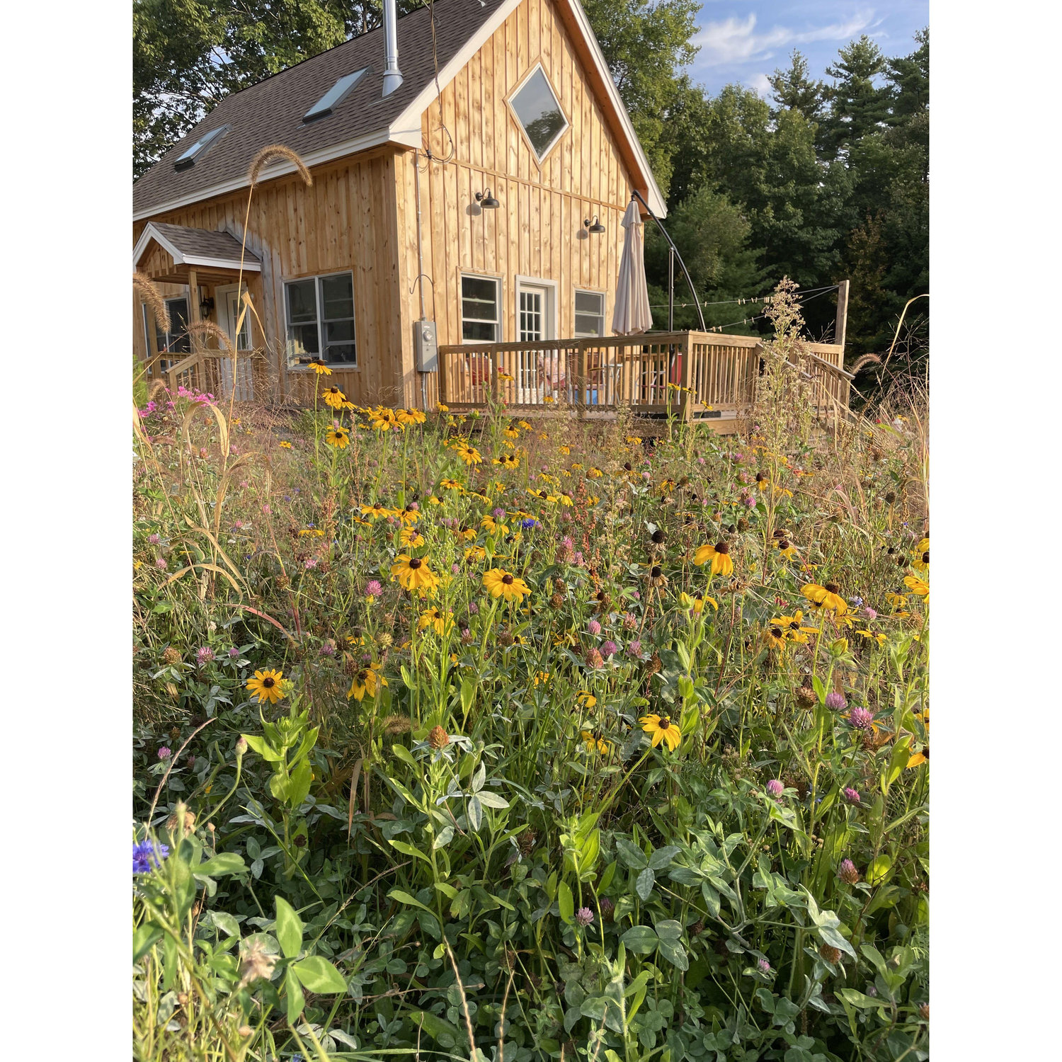Our first summer in the house, completed July 2024, wildflower field year#1