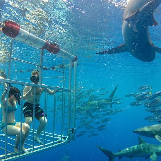 Shark Cage Dive