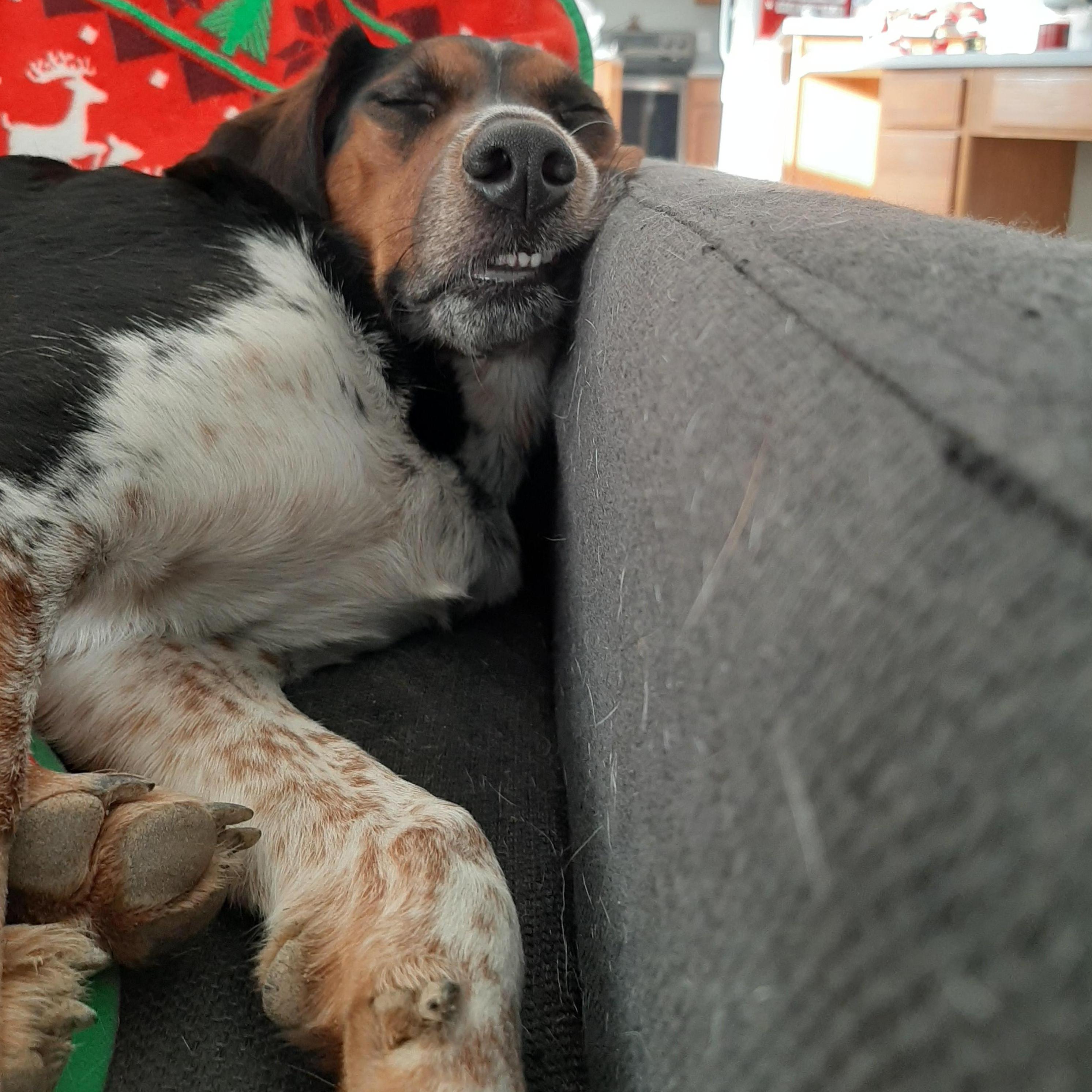 This is our first pup together, Luna!