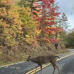 Shenandoah National Park