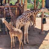 Cheyenne Mountain Zoo
