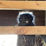 The Kemp Animal Sanctuary